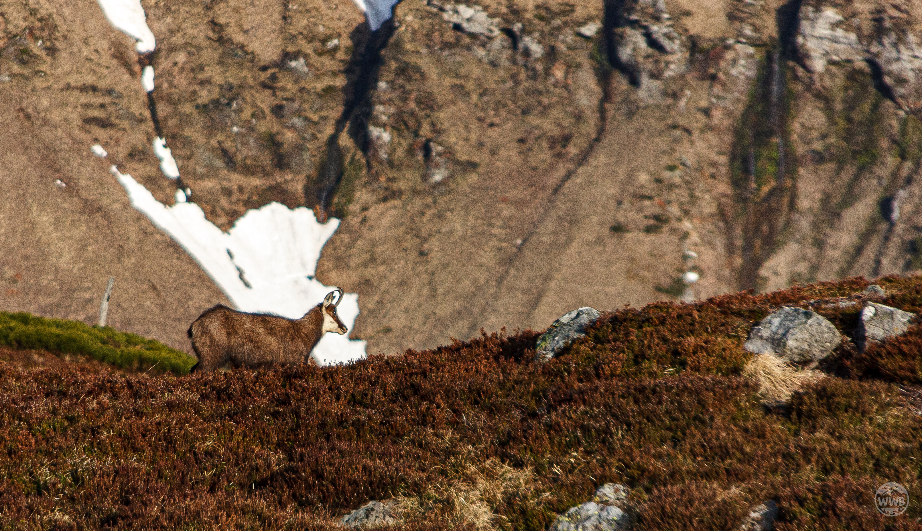 Sauvage - photo outdoor World Wild Ben