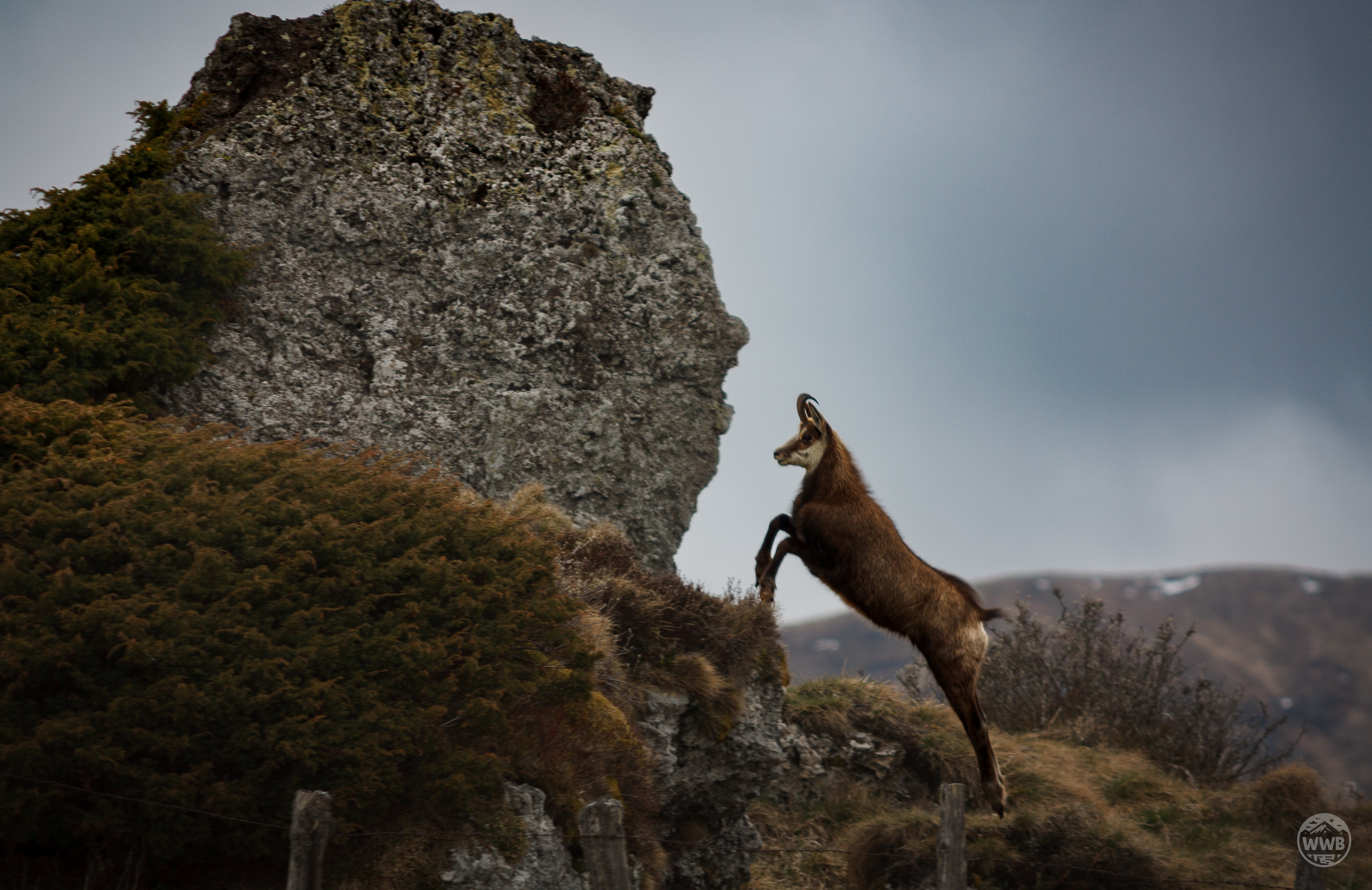 Sauvage - photo outdoor World Wild Ben