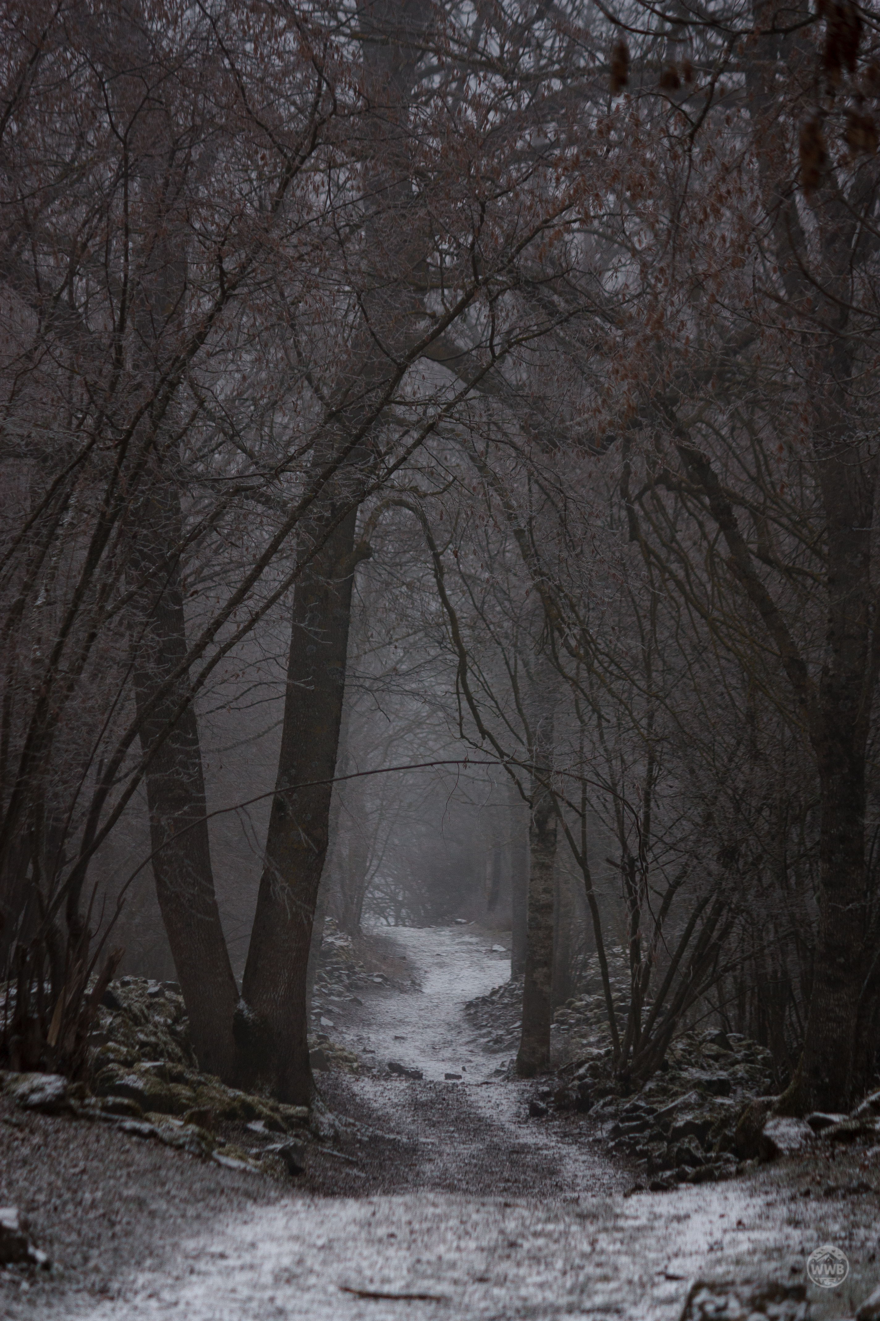 Silence - photo outdoor World Wild Ben