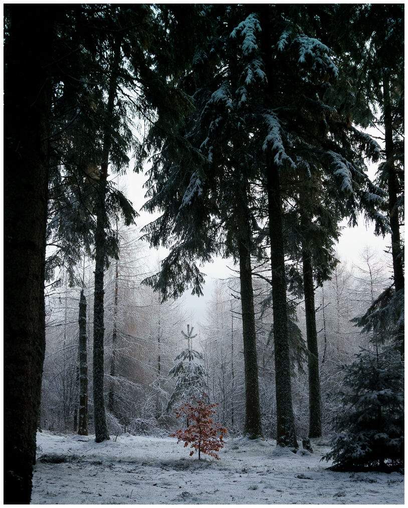 Silence - photo outdoor World Wild Ben